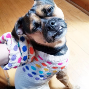Dottie Set Bundle - Dog Sweater and Scrunchie