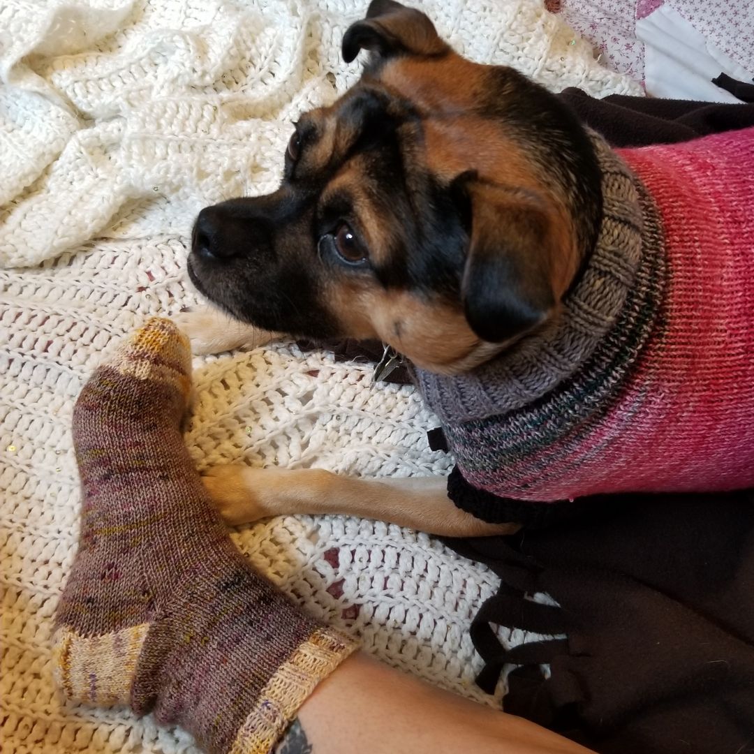 A dog wearing a handknit sweater laying down. A person is sitting next to him, only their foot in view, wearing a matching handknit sock.