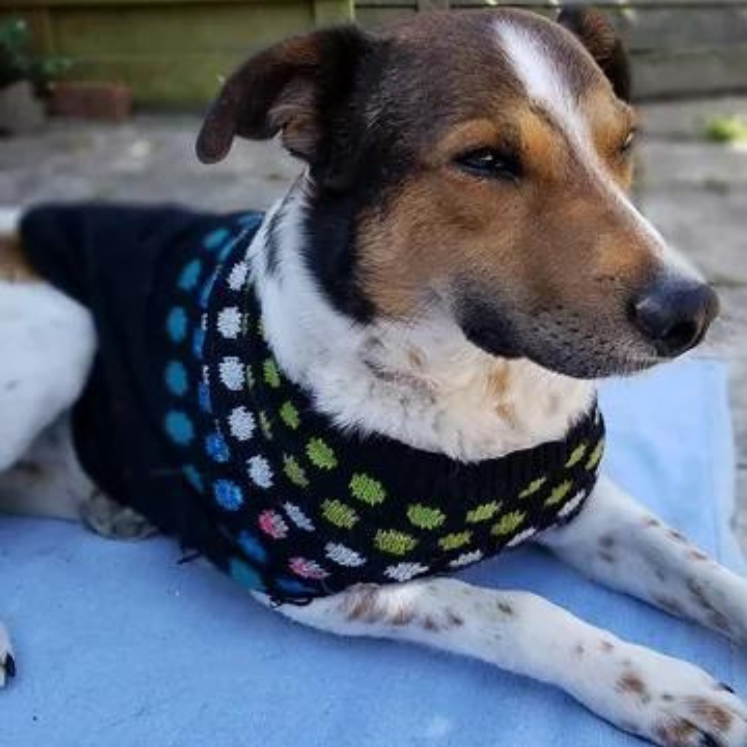 A dog wearing a handknit polka dot dog sweater.