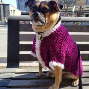 Wonderstruck Crochet Dog Sweater Pattern