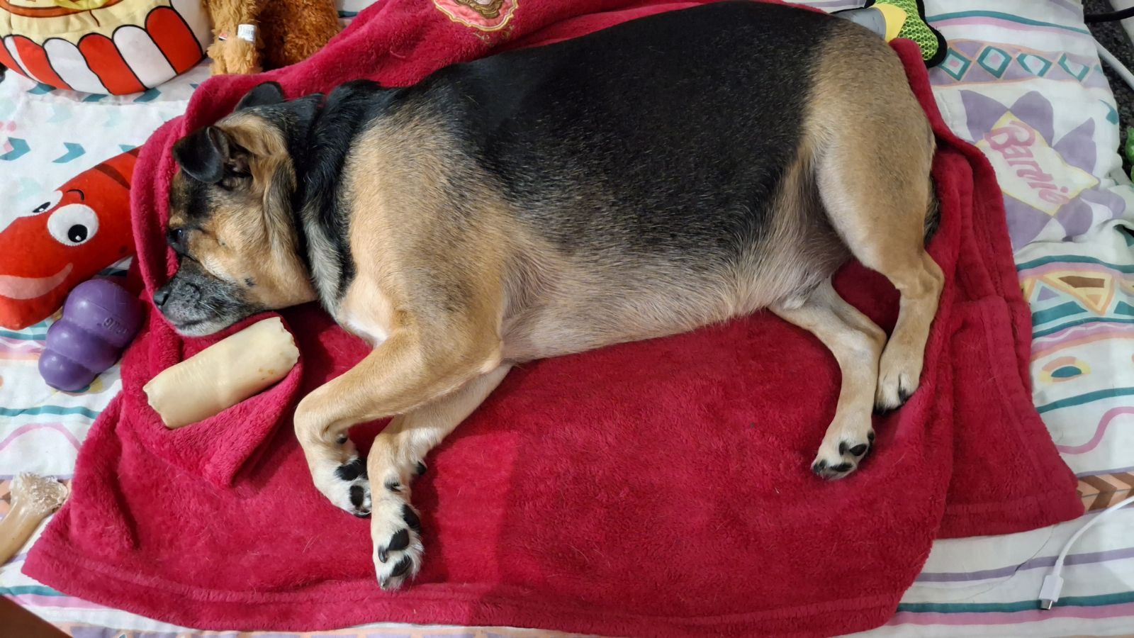 Nacho resting on a bright pink blanket